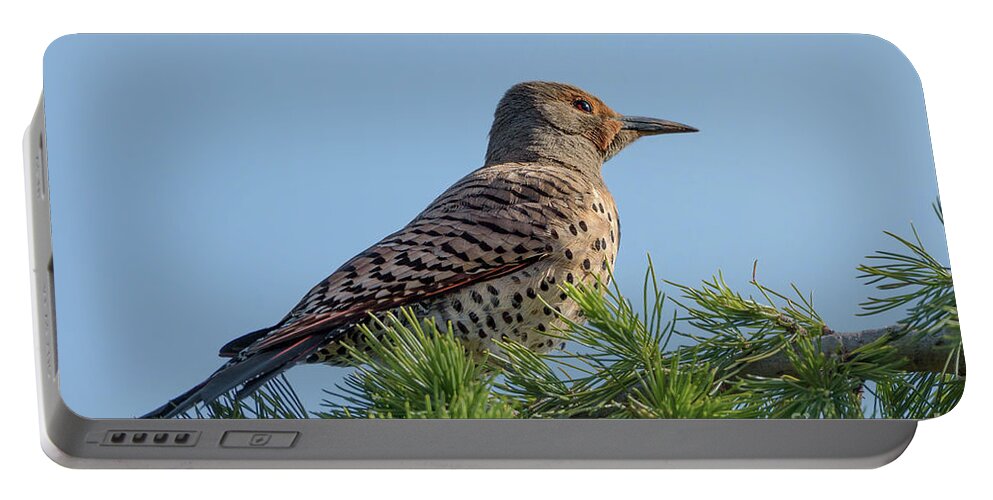 Cedrus Deodara Portable Battery Charger featuring the photograph Northern Flicker in Morning Sun by Nancy Gleason