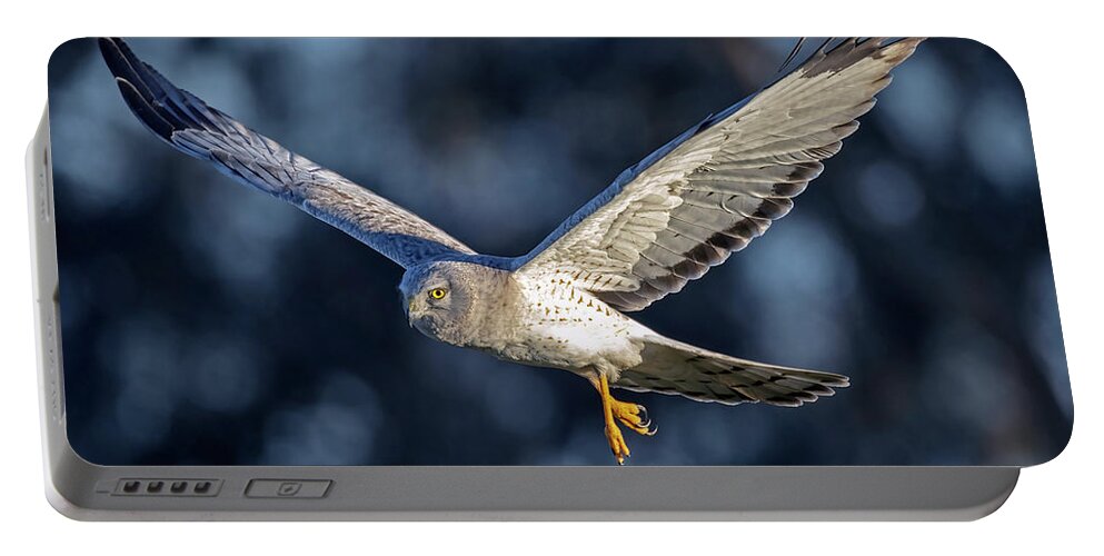  Portable Battery Charger featuring the photograph Northern Harrier #1 by Carla Brennan