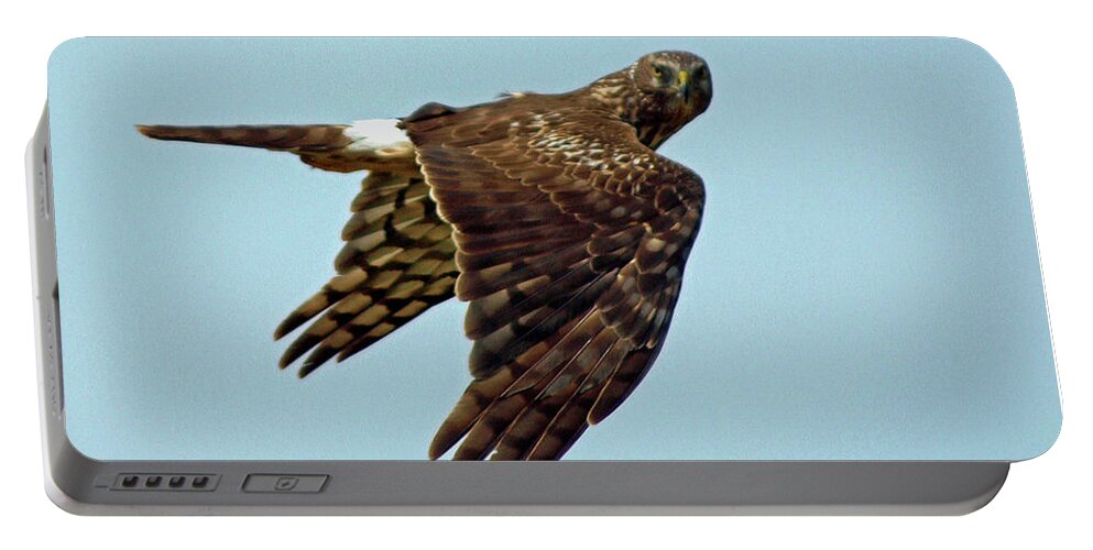 Animal Portable Battery Charger featuring the photograph Northern Harrier, Looking at You by DADPhotography