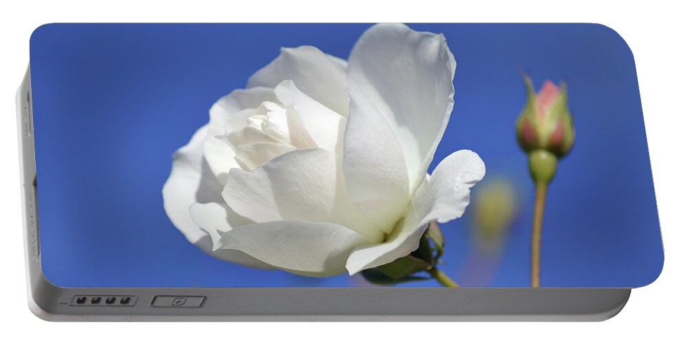White Rose Portable Battery Charger featuring the photograph November Rose. by Terence Davis