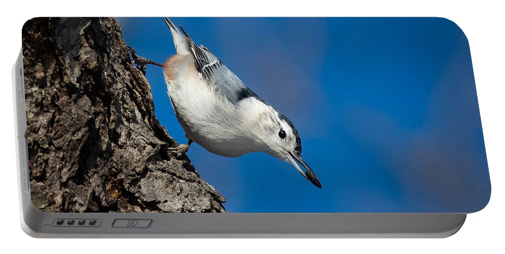 Bird Portable Battery Charger featuring the photograph Nuthatch's Dinner by Linda Bonaccorsi