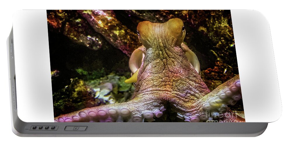 Water Portable Battery Charger featuring the photograph Octopus - Deep Underwater by Doc Braham