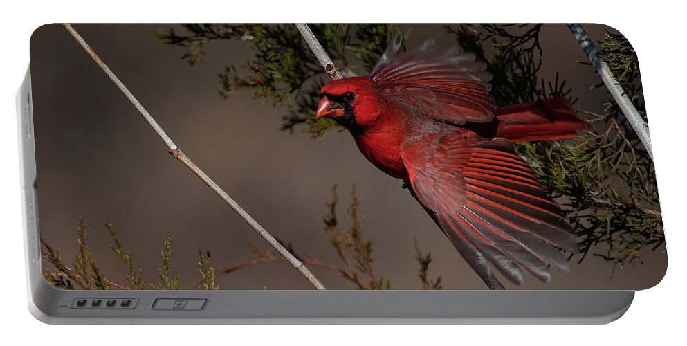Nature Portable Battery Charger featuring the photograph On the Fly by Linda Shannon Morgan