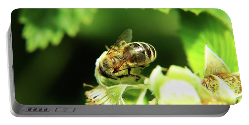 Western Honey Bee Portable Battery Charger featuring the photograph One of small european honey bee sitting on raspberry bloom on garden by Vaclav Sonnek