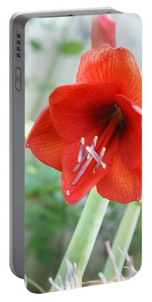  Portable Battery Charger featuring the photograph Orange Amaryllis by Heather E Harman