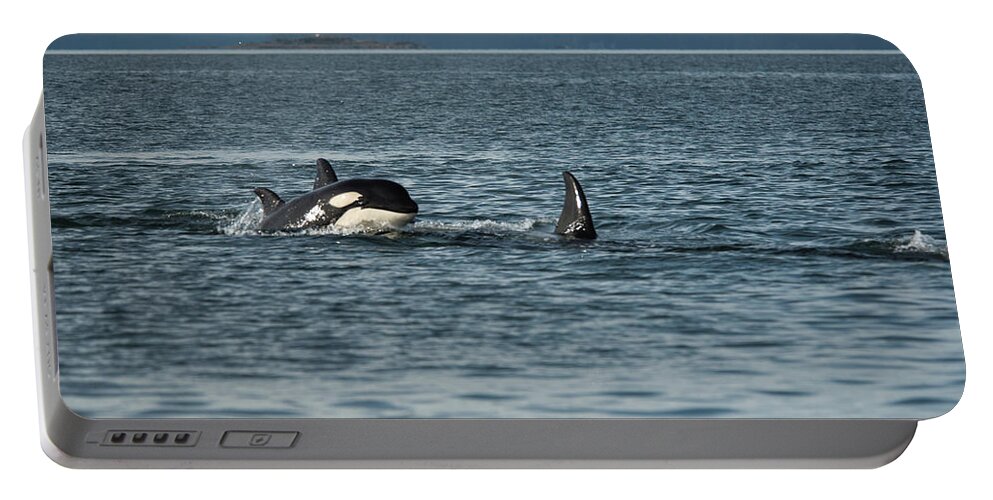 Orca Portable Battery Charger featuring the photograph Orca Baby by David Kirby