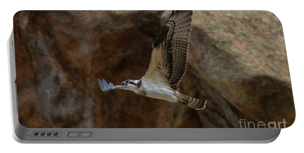 Osprey Portable Battery Charger featuring the photograph Osprey and the Cliffs of Eleven Mile Canyon Colorado by Steven Krull