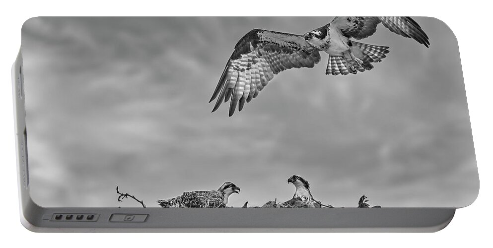 Osprey Portable Battery Charger featuring the photograph Osprey Family BW by Susan Candelario