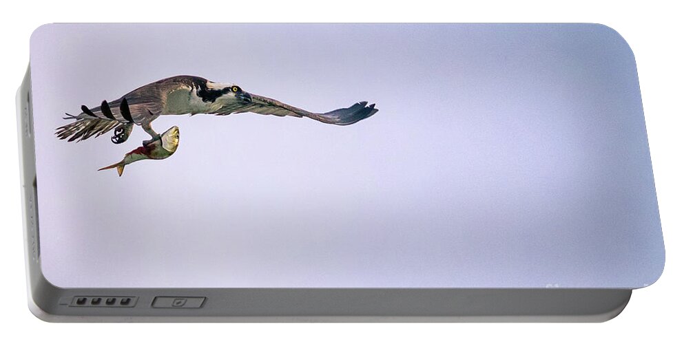 Osprey Portable Battery Charger featuring the photograph Osprey flying with fish. by Alyssa Tumale