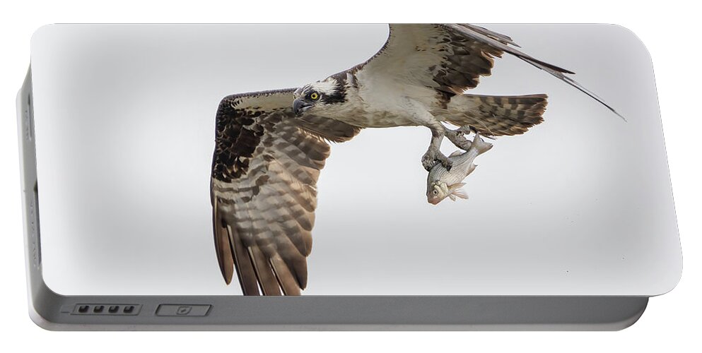 Osprey Portable Battery Charger featuring the photograph Osprey in filght with a fish by Sam Rino