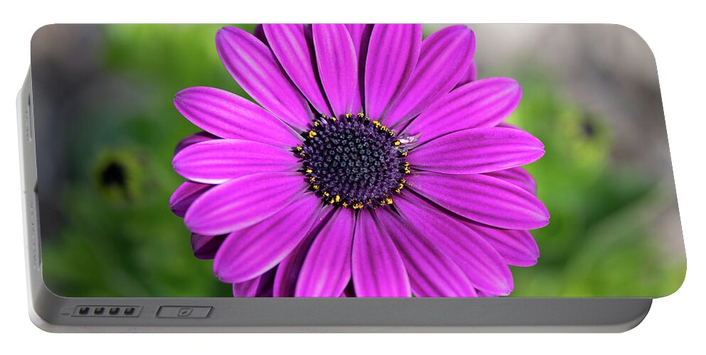 Osteospermum Portable Battery Charger featuring the photograph osteospermum Barberiae Purple African Daisy by Abigail Diane Photography
