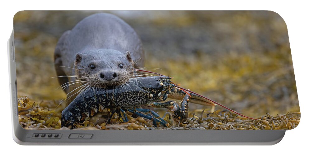Eurasian Portable Battery Charger featuring the photograph Otter Bringing Ashore A Lobster by Pete Walkden