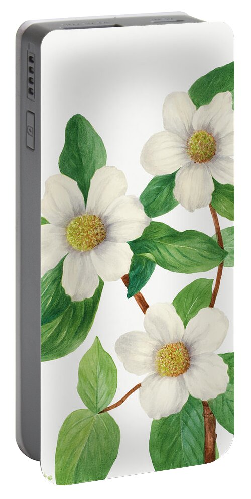 Pacific Portable Battery Charger featuring the painting Pacific Dogwood by Mary Vaux Walcott by World Art Collective
