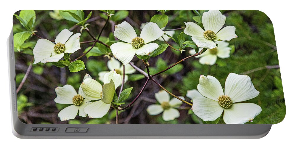Flowers Portable Battery Charger featuring the photograph Pacific Dogwoods by Claude Dalley