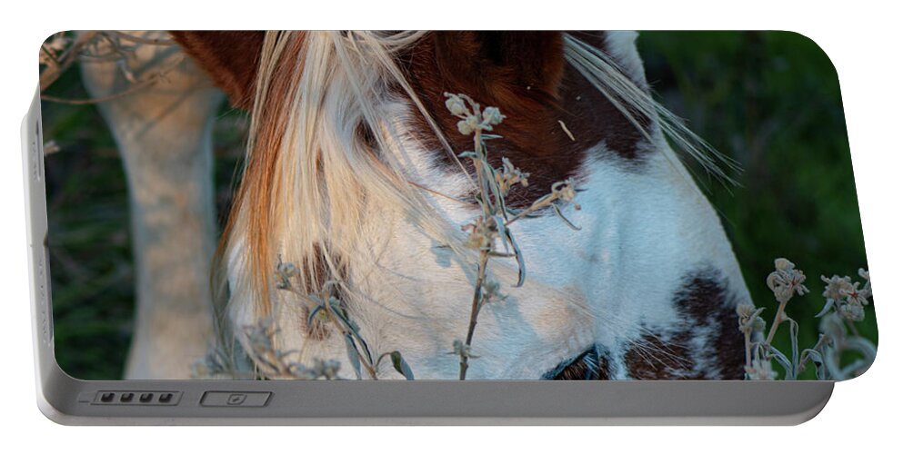 Horse Portable Battery Charger featuring the photograph Paint Horse Grazing In The Evening by Karen Rispin