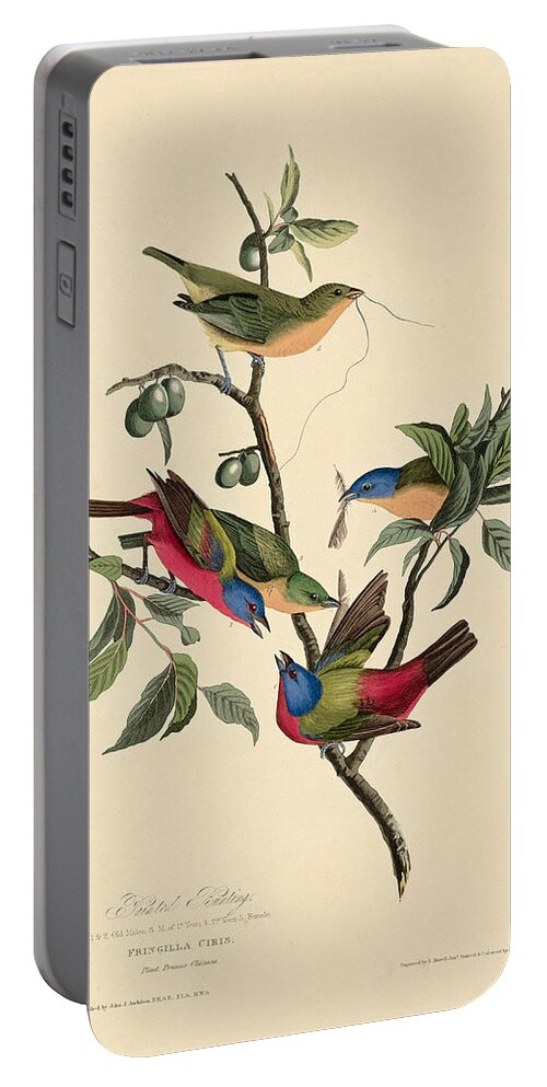 Robert Havell Portable Battery Charger featuring the drawing Painted Bunting by Robert Havell