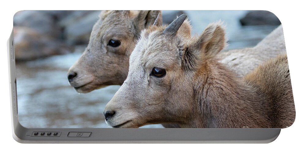 Bighorn Sheep Portable Battery Charger featuring the photograph Pair of Young Bighorns by the Platte by Steven Krull
