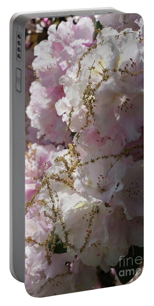 Rhododendron Portable Battery Charger featuring the photograph Pale pink rhododendron flowers 1 by Adriana Mueller