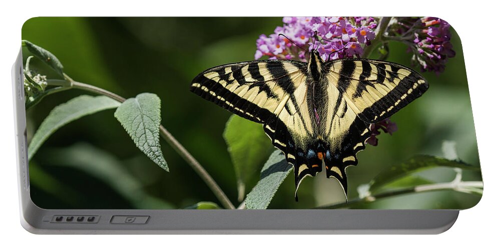 Animals Portable Battery Charger featuring the photograph Pale Swallowtail Butterfly by Robert Potts