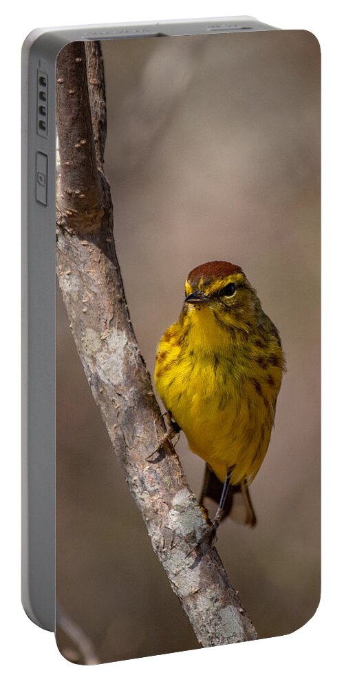 Bird Portable Battery Charger featuring the photograph Palm Warbler Visit by Linda Bonaccorsi