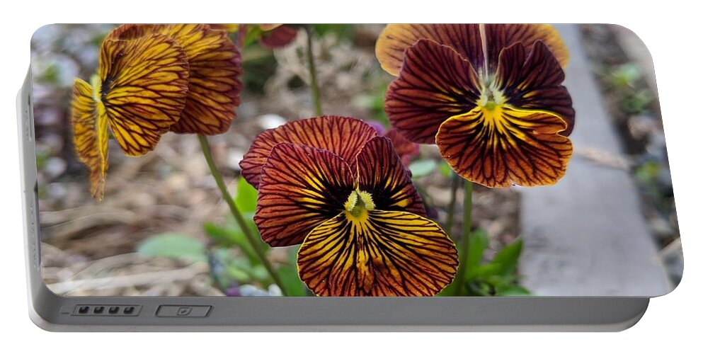 Pansies Portable Battery Charger featuring the photograph Pansies 2 by Lisa Mutch