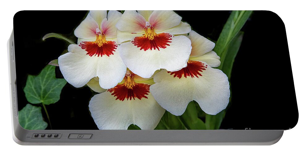 Conservatory Portable Battery Charger featuring the photograph Pansies on Parade by Marilyn Cornwell