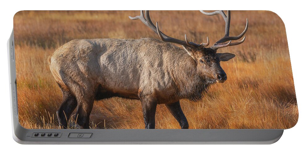 Colorado Portable Battery Charger featuring the photograph Papa Bull by Darren White