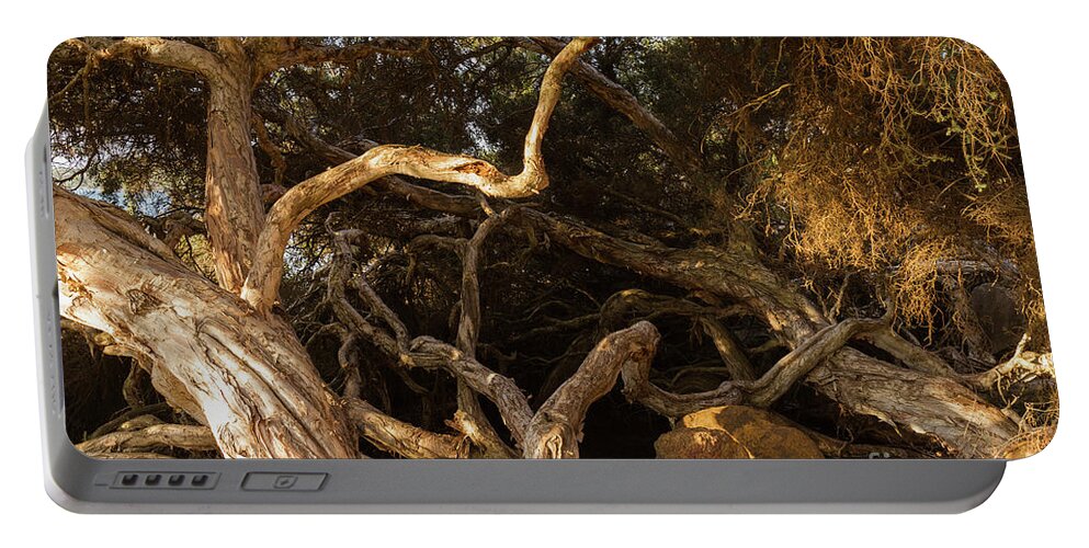 Tree Portable Battery Charger featuring the photograph Paperbark Trees by Elaine Teague