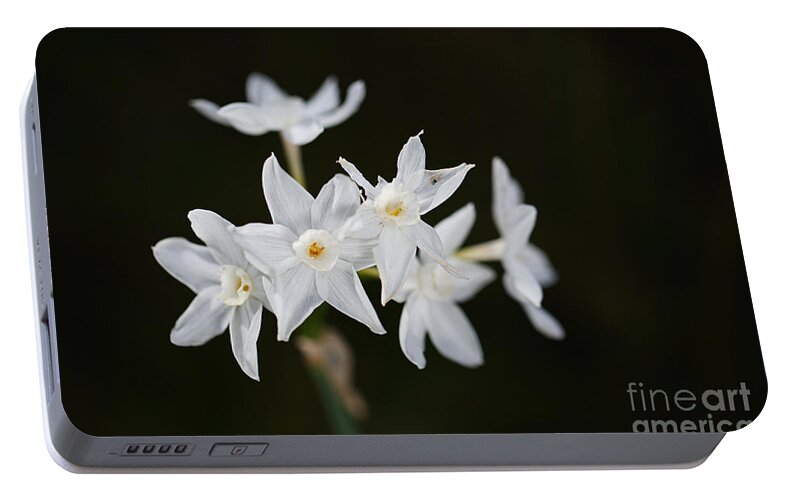 Paperwhite Narcissus Portable Battery Charger featuring the photograph Paperwhite Narcissus Gather by Joy Watson