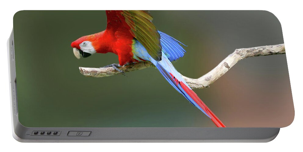 Nature Portable Battery Charger featuring the photograph Parrot on a Limb by Mariarosa Rockefeller