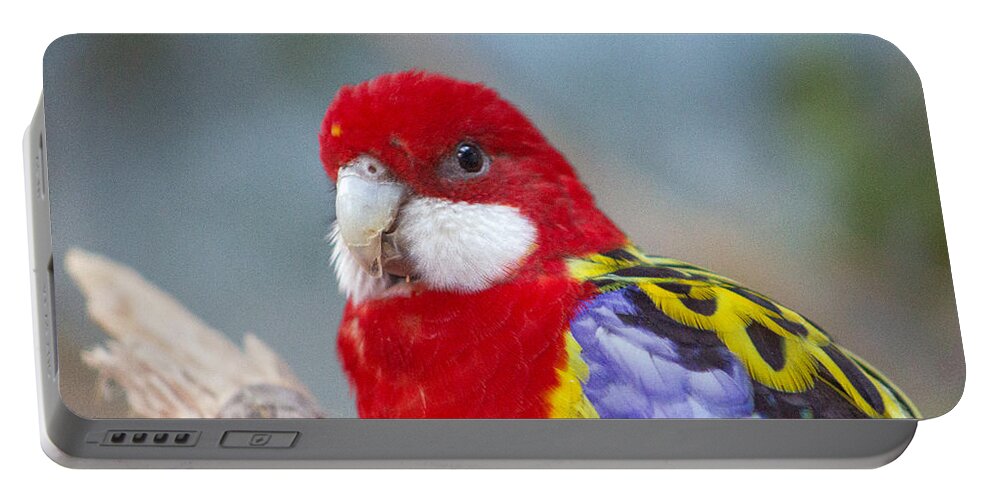 Eastern Rosella Parrot Portable Battery Charger featuring the photograph Peering Parrot by Sea Change Vibes
