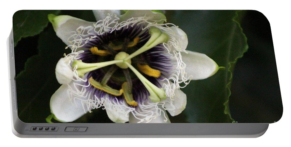 Passion Fruit Portable Battery Charger featuring the photograph Passion Flower Closeup 2 by Colleen Cornelius