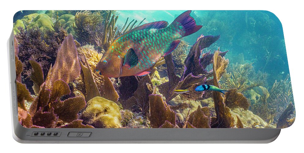 Animals Portable Battery Charger featuring the photograph Path to Atlantis by Lynne Browne