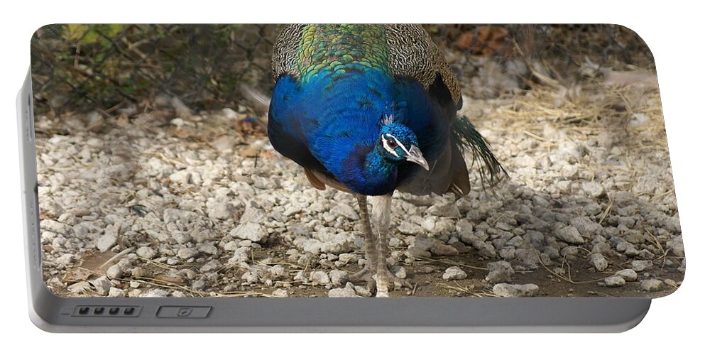  Portable Battery Charger featuring the photograph Peacock Strut by Heather E Harman