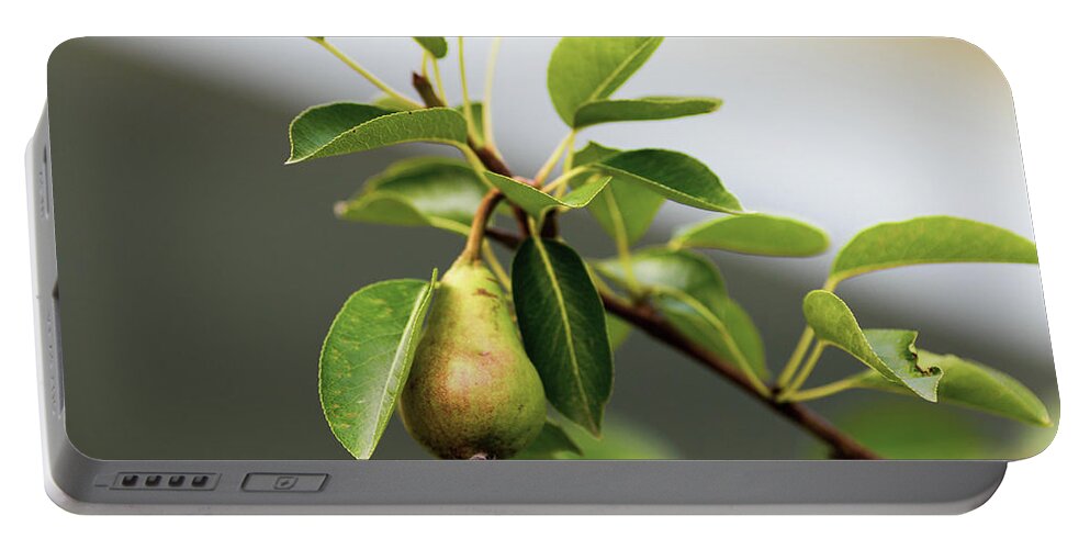 Tree Portable Battery Charger featuring the photograph Pear Tree by Amelia Pearn