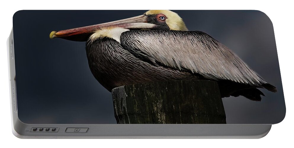 Birds Portable Battery Charger featuring the photograph Pelican on a Pole by Larry Marshall