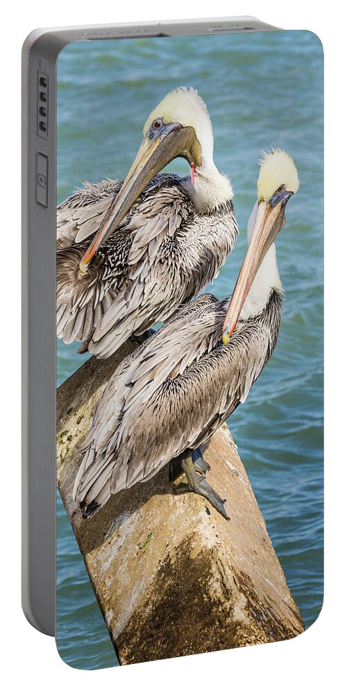 Pelican with Fishing Line Injury Portable Battery Charger by Fran Gallogly  - Fine Art America