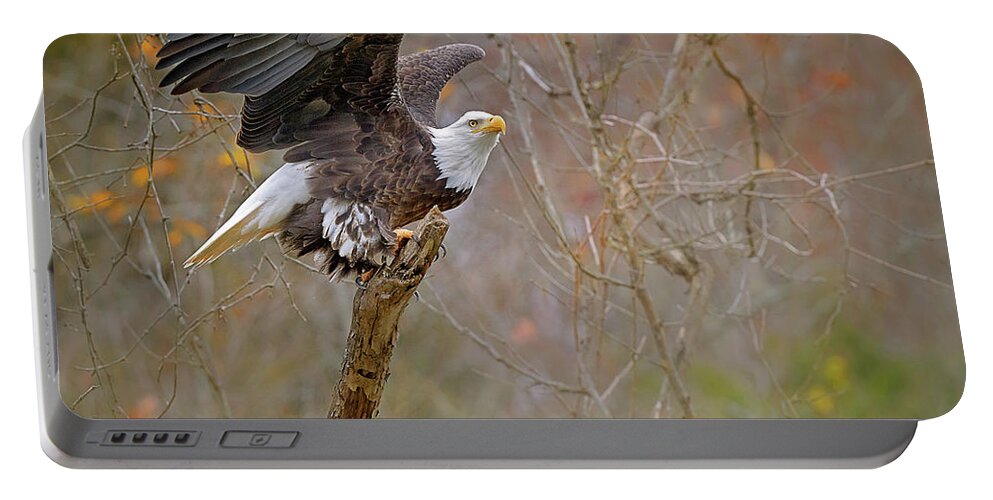 American Bald Eagle Portable Battery Charger featuring the photograph Perched Bald Eagle by Rhonda McClure