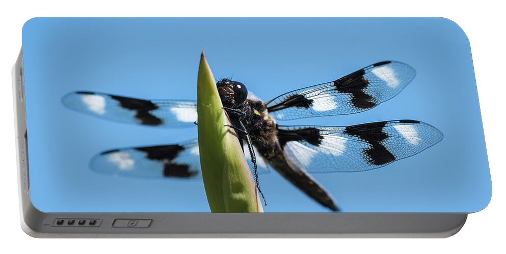 Animals Portable Battery Charger featuring the photograph Perched Twelve-spotted Skimmer by Robert Potts