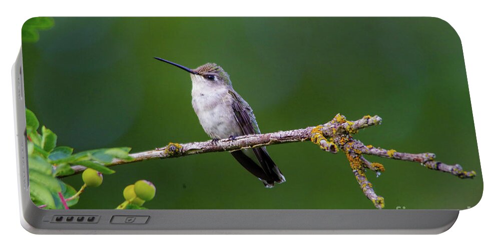 Hummingbird Portable Battery Charger featuring the photograph Perching hummer by Jeff Swan
