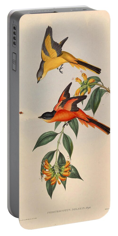 Henry Constantine Richter Portable Battery Charger featuring the drawing Pericrocotus solaris by Henry Constantine Richter
