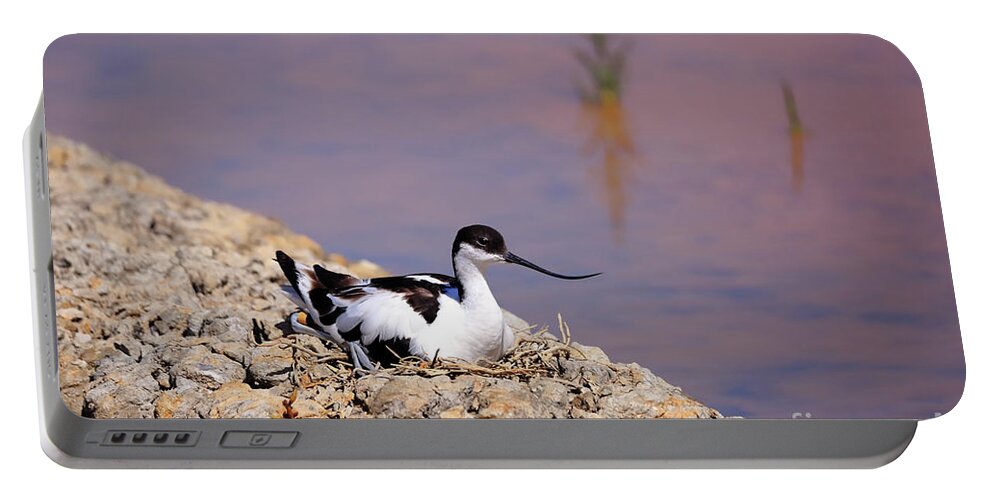 Avocet Portable Battery Charger featuring the photograph Pied avocet . by Frederic Bourrigaud