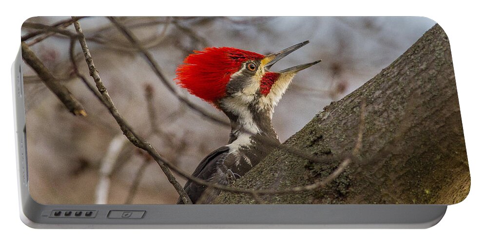 Woodpecker Portable Battery Charger featuring the photograph Pileated Portrait by Kevin Craft