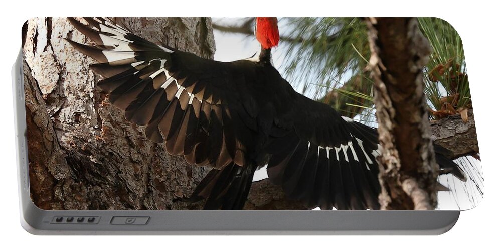 Pileated Woodpecker Portable Battery Charger featuring the photograph Pileated Woodpecker 2 by Mingming Jiang