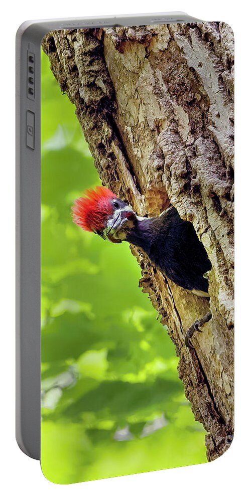 Pileated Woodpecker Chick Portable Battery Charger featuring the photograph Pileated Woodpecker Chick by Sandra Rust