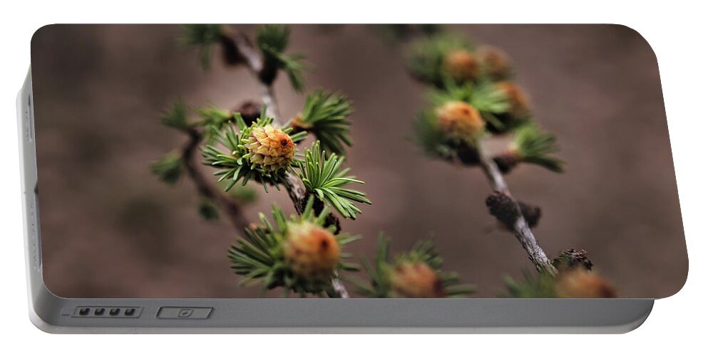 Tree Portable Battery Charger featuring the photograph Pine cones by M Fotograaf