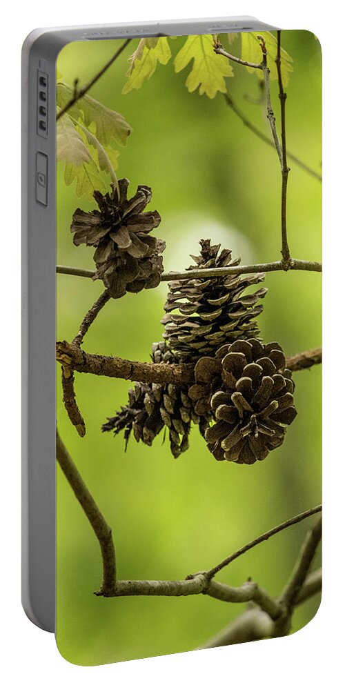 Cone Portable Battery Charger featuring the photograph Pine Cones by Rick Nelson