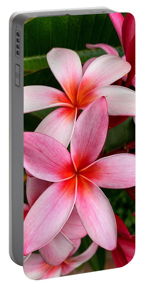 Plumeria Portable Battery Charger featuring the photograph Pink And Red Plumeria by Brian Eberly