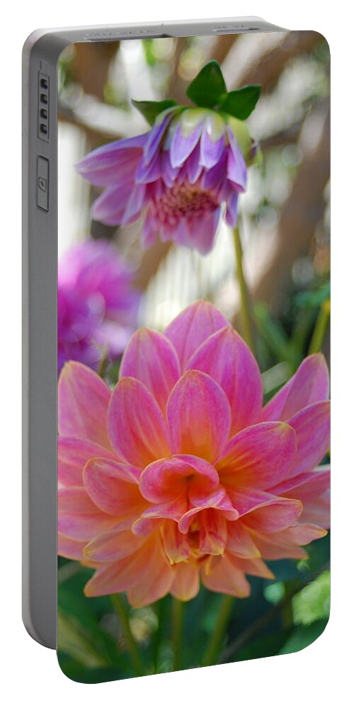 Dahlia Portable Battery Charger featuring the photograph Pink and Yellow Dahlias 1 by Amy Fose