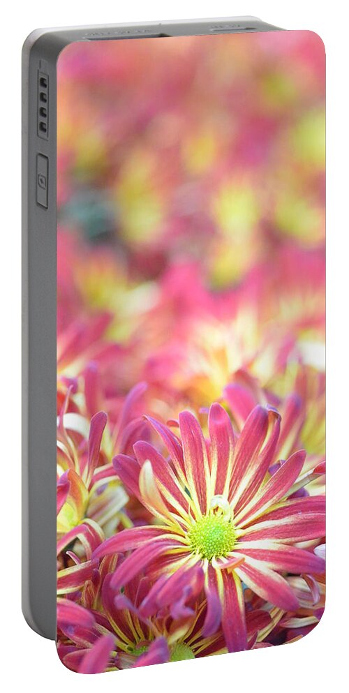 Daisy Portable Battery Charger featuring the photograph Pink and Yellow Daisies 1 by Amy Fose